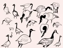 Rethinking design leadership with swarms and flocks